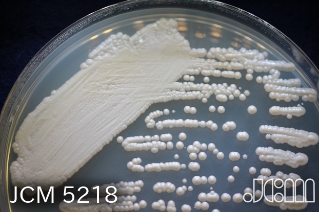 I Candida palmioleophila/I JCM 5218. 