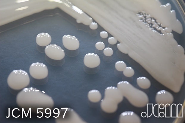 JCM Catalogue