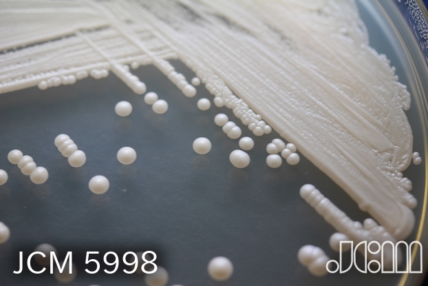 JCM Catalogue